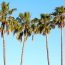 The Importance Of Palm Tree Pruning
