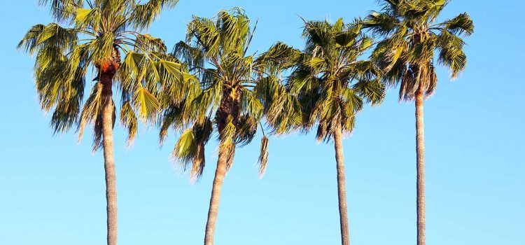 The Importance Of Palm Tree Pruning