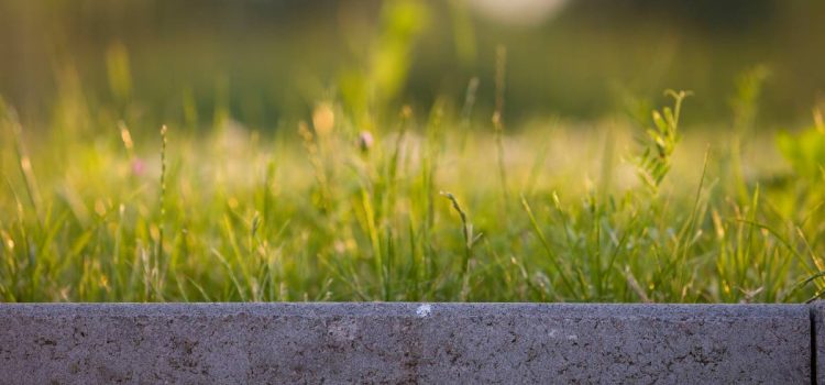 Village Green Kikuyu Review: 7 Crucial Facts Before You Buy