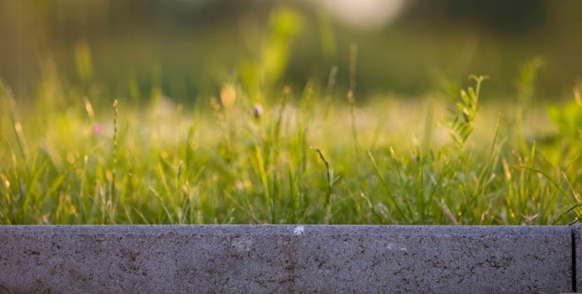 Village Green Kikuyu Review: 7 Crucial Facts Before You Buy