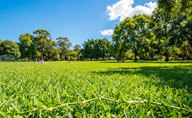 Kikuyu Grass