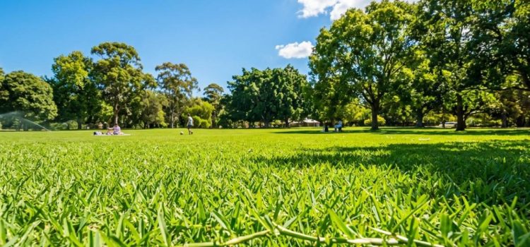 What Is the Lifespan of Kikuyu Grass?