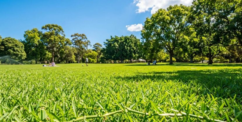 What Is the Lifespan of Kikuyu Grass?