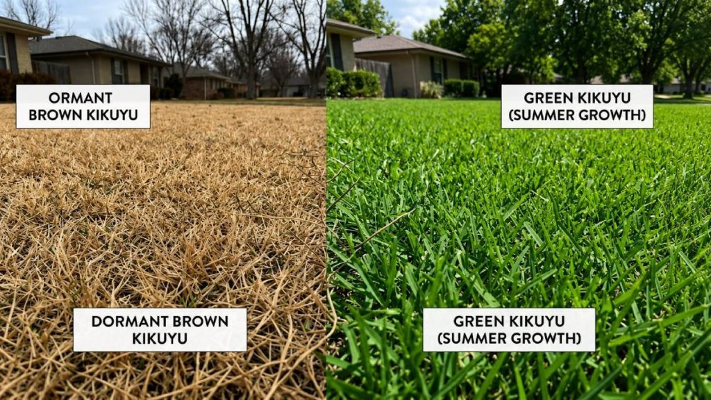 Kikuyu grass winter dormancy versus active summer growth