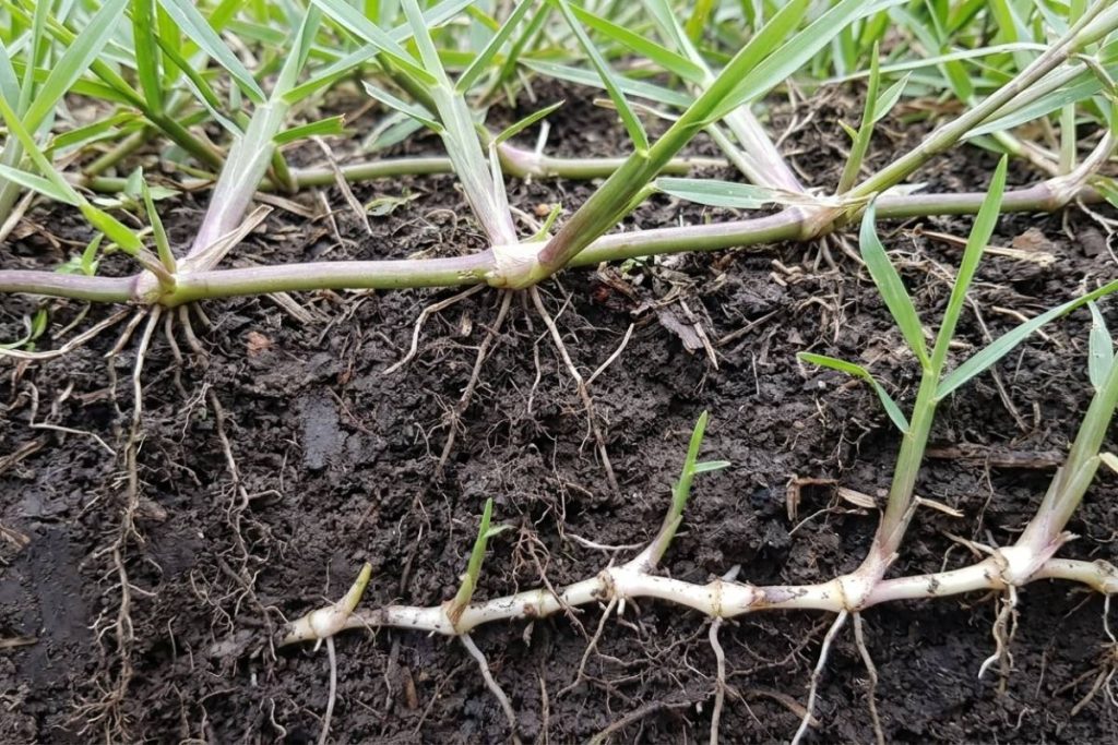 Kikuyu grass stolons and rhizomes spreading in garden bed