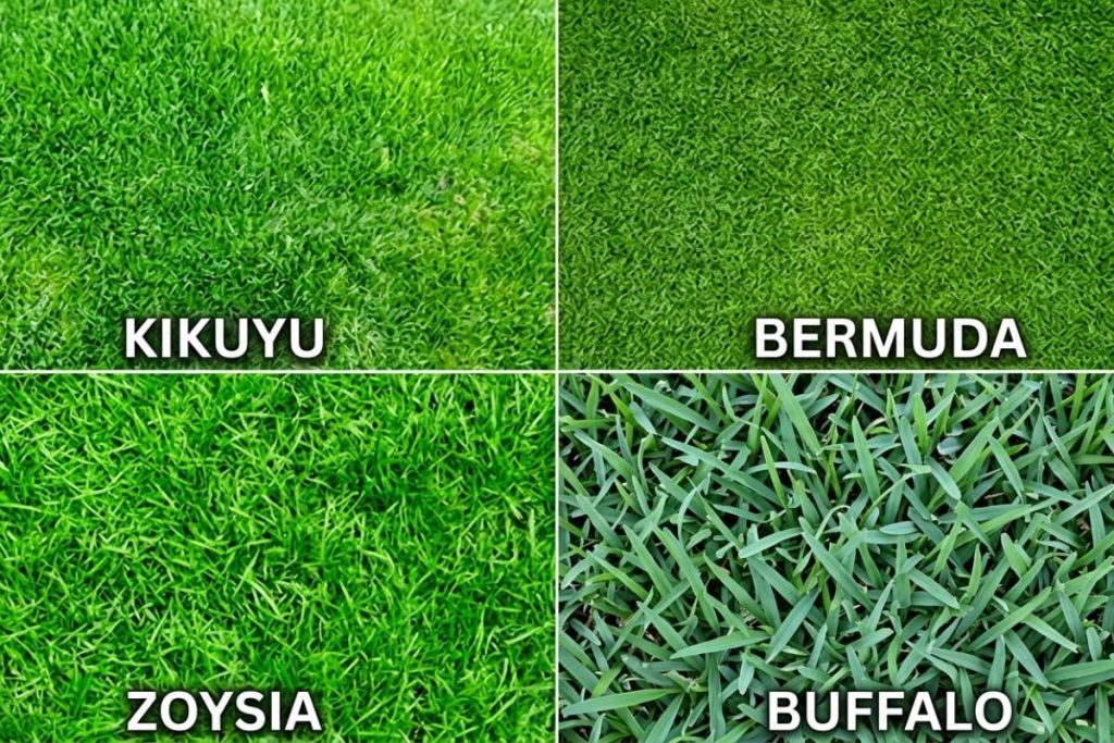 warm season lawn grass comparison for Australian and California climates
